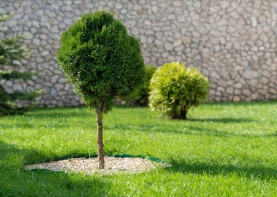 Plante d'arbre (Aménagement paysager Laval) - Entrepeneur général Laval